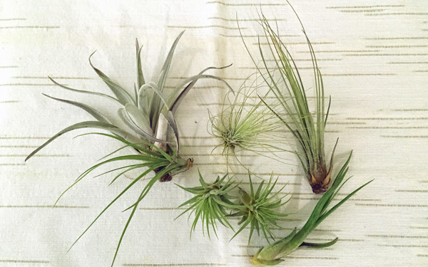 小さな子がいても安心＆お手軽な、エアプランツの飾り方