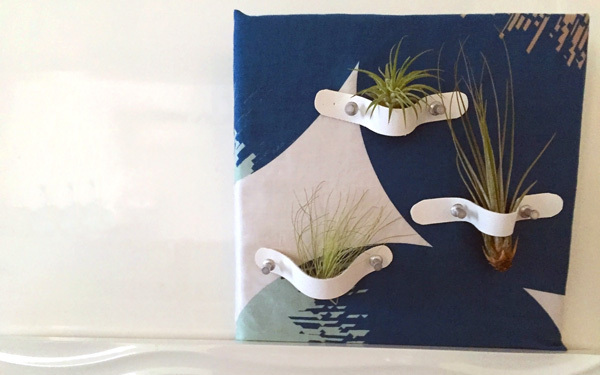 小さな子がいても安心＆お手軽な、エアプランツの飾り方