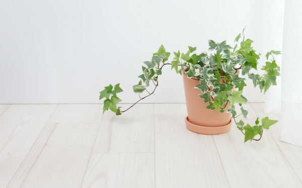 アイビーの飾り方と増やし方。ひとつ置くだけでお部屋をセンスアップ！