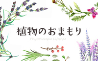 敏感なデリケートゾーンこそ、植物の心地よさと安心感を