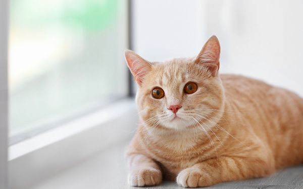 ペットやヒヤシンスも!?　家庭内で起こる火災の意外な原因