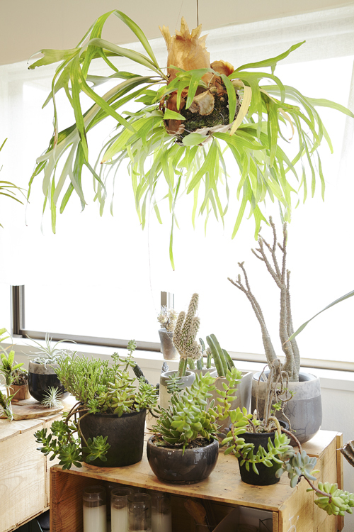 グリーンたっぷりのインテリアを楽しむ　【atsushiさん家のインテリア#01】