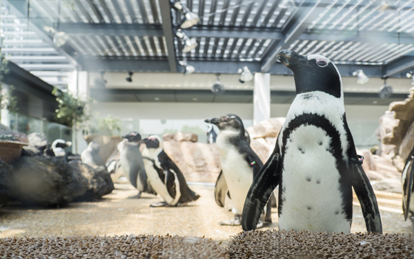 子どもも退屈しない「京都旅行」　子連れOKの観光スポット