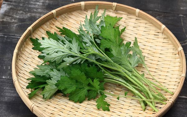 しつこいあせもや肌荒れ対策に！　「ヨモギ」のススメ