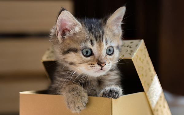 子どもとペットのリアル生活を暴露！　情操教育に良いって実感できてる？