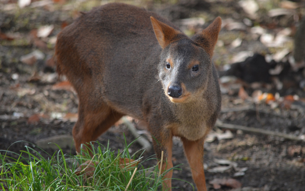 日本初公開！　世界最小と言われるシカ「プーズー」のかわいさを確かめてきた