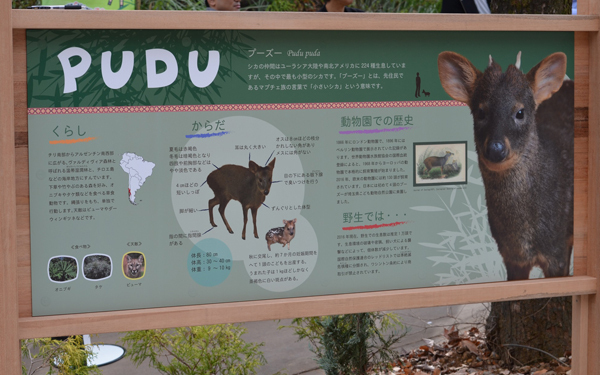 日本初公開！　世界最小と言われるシカ「プーズー」のかわいさを確かめてきた