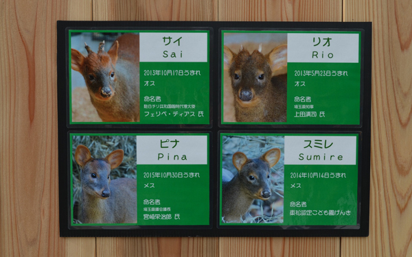 日本初公開！　世界最小と言われるシカ「プーズー」のかわいさを確かめてきた