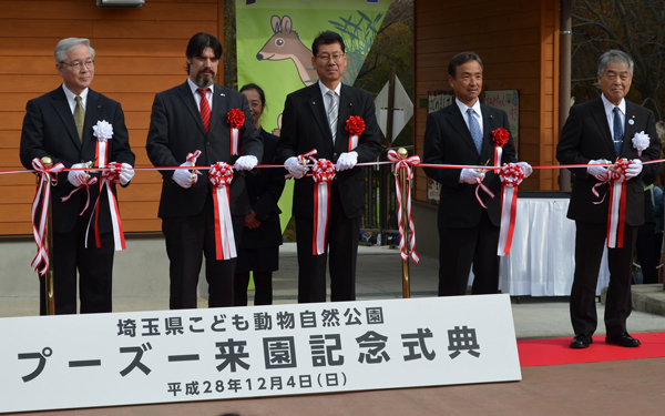 日本初公開！　世界最小と言われるシカ「プーズー」のかわいさを確かめてきた