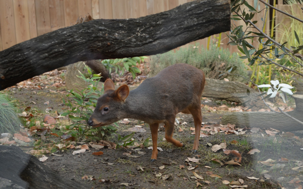 日本初公開！　世界最小と言われるシカ「プーズー」のかわいさを確かめてきた