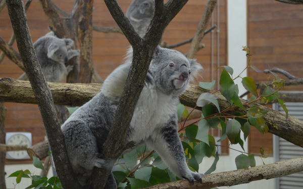 日本初公開！　世界最小と言われるシカ「プーズー」のかわいさを確かめてきた