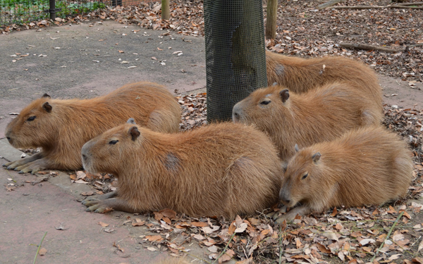 日本初公開！　世界最小と言われるシカ「プーズー」のかわいさを確かめてきた