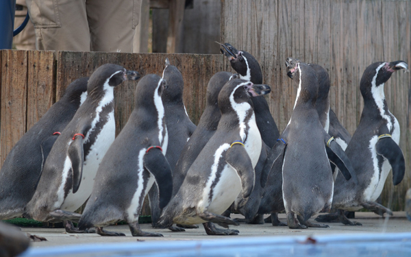 日本初公開！　世界最小と言われるシカ「プーズー」のかわいさを確かめてきた