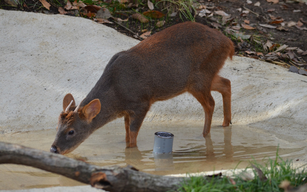 日本初公開！　世界最小と言われるシカ「プーズー」のかわいさを確かめてきた