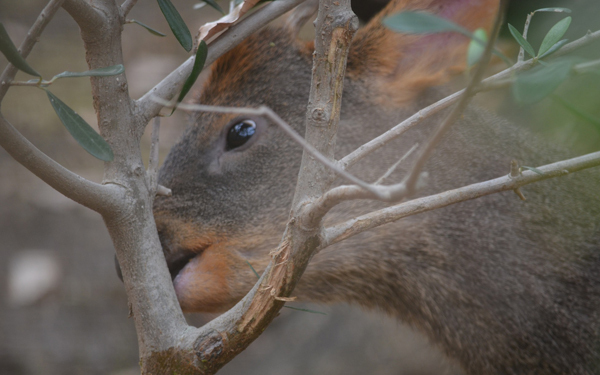 日本初公開！　世界最小と言われるシカ「プーズー」のかわいさを確かめてきた