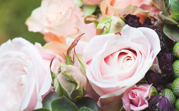 2017年ラッキーフラワー「ローズ」に幸せを感じる理由