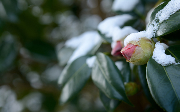 霜柱や氷を子どもと楽しもう！　四季を感じる「冬の公園」の楽しみ方