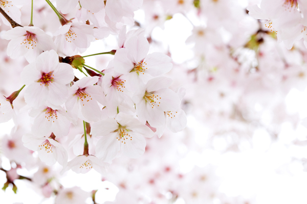桜の季節がやってくる！　「子連れ花見」を成功させるためのコツ