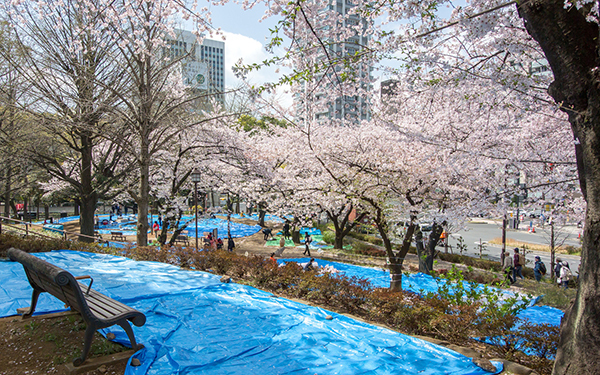 お花見の「場所取り」。もしかしてこれって違法？【教えて！弁護士先生】