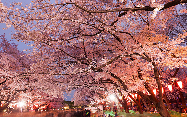 お花見の「場所取り」。もしかしてこれって違法？【教えて！弁護士先生】
