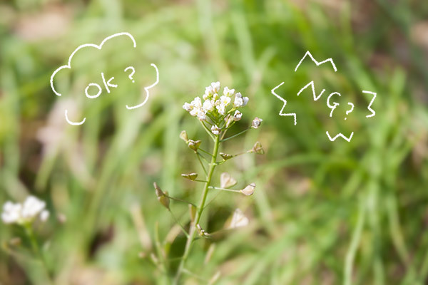 親子で春の散歩にGo!　野の花ブックマーク【おうちで季節イベント お手軽アートレシピ Vol.11】