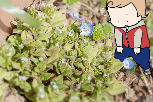 親子で春の散歩にGo!　野の花ブックマーク【おうちで季節イベント お手軽アートレシピ Vol.11】