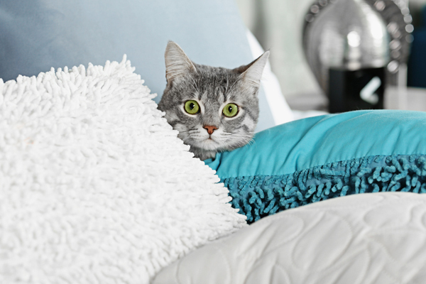 春にごっそり抜けるペットの毛…　少しでもラクに掃除するコツ