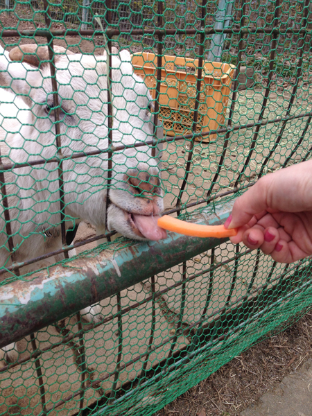 トーマス好きの子鉄＆ママ鉄に！　都心から日帰りで行けるSLの旅