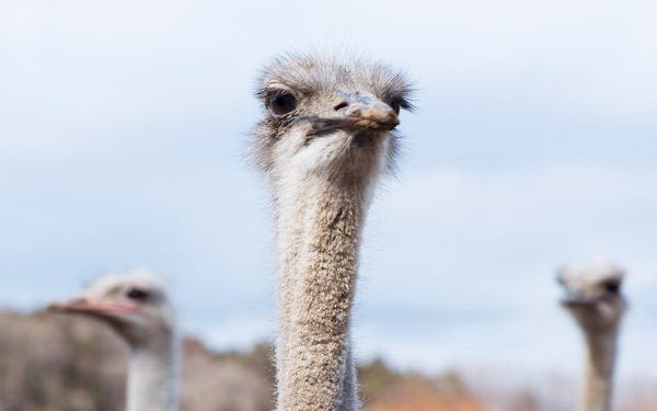 動物園では味わえない「ダチョウ牧場」にハマる人続出！ カピバラ、アルパカにも会える