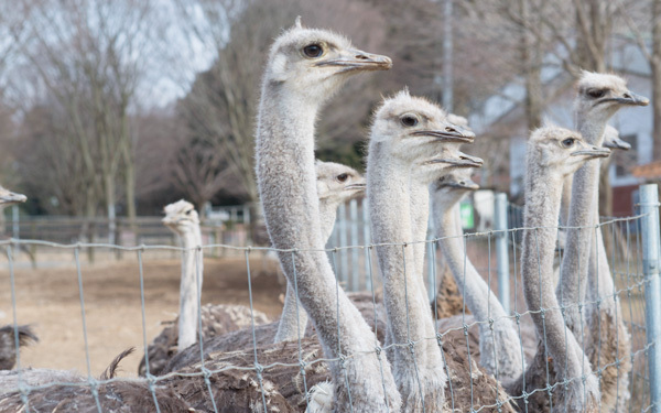 動物園では味わえない「ダチョウ牧場」にハマる人続出！ カピバラ、アルパカにも会える