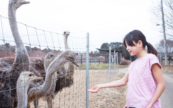 動物園では味わえない「ダチョウ牧場」にハマる人続出！ カピバラ、アルパカにも会える