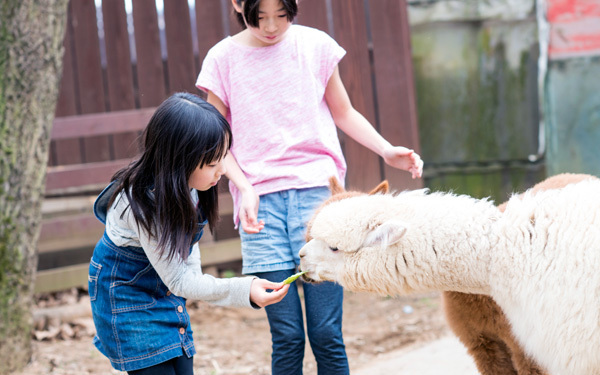 動物園では味わえない「ダチョウ牧場」にハマる人続出！ カピバラ、アルパカにも会える