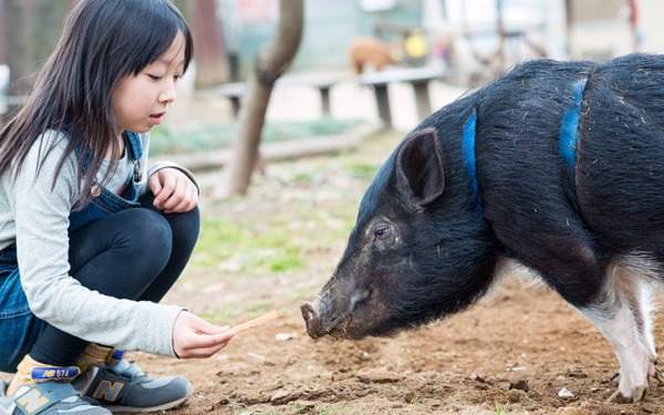 動物園では味わえない「ダチョウ牧場」にハマる人続出！ カピバラ、アルパカにも会える