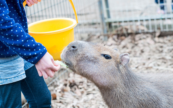 動物園では味わえない「ダチョウ牧場」にハマる人続出！ カピバラ、アルパカにも会える