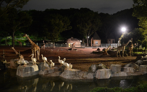 暗闇に光る目にギャー⁉　親子で夜学びのススメ　動物園＆水族館4選