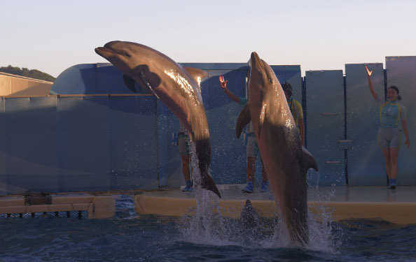 暗闇に光る目にギャー⁉　親子で夜学びのススメ　動物園＆水族館4選