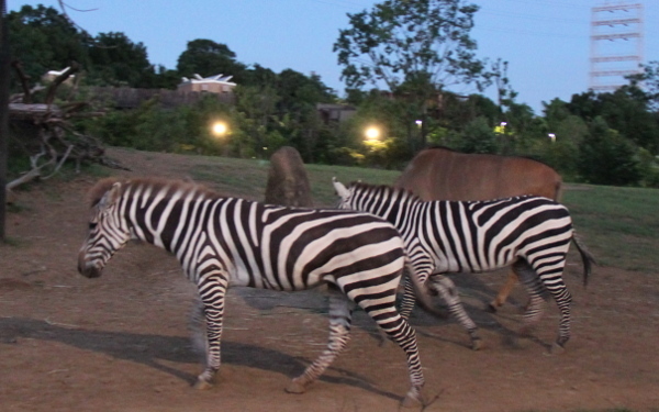 暗闇に光る目にギャー⁉　親子で夜学びのススメ　動物園＆水族館4選