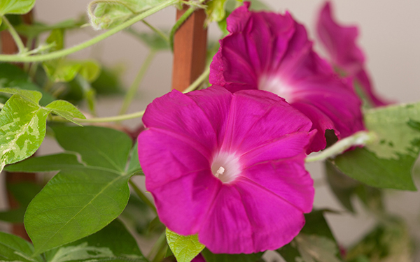 学校から持ち帰った朝顔が枯れてしまう！　旅行のとき水やりはどうする？