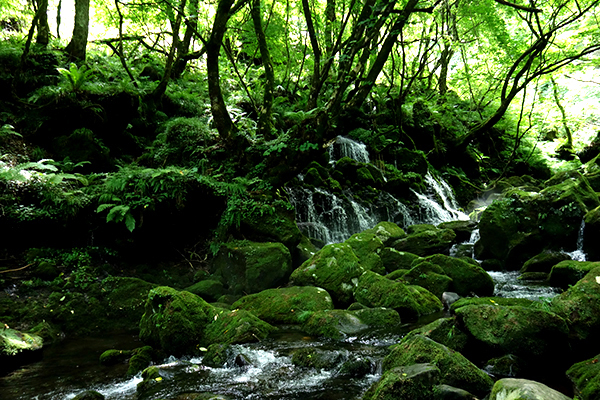旅をしながらおいしい食育体験を！　ユネスコ食文化創造都市・鶴岡をめぐる親子旅へ