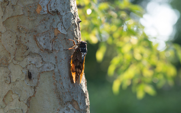 夏の最後の宿題に役立つ！　「夏の昆虫」絵本【親子で楽しむ絵本の時間】 第15回