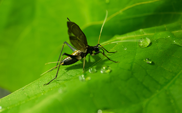 「しーっ」しないと楽しめない秋の音を教えてる？　自然を五感で学ぼう
