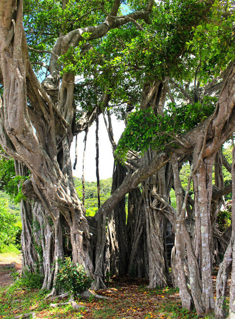海嫌いを克服！　水に顔もつけられなかった息子がネイチャー男子に急成長【5歳息子と行った「奄美大島4泊5日」家族旅vol.2】