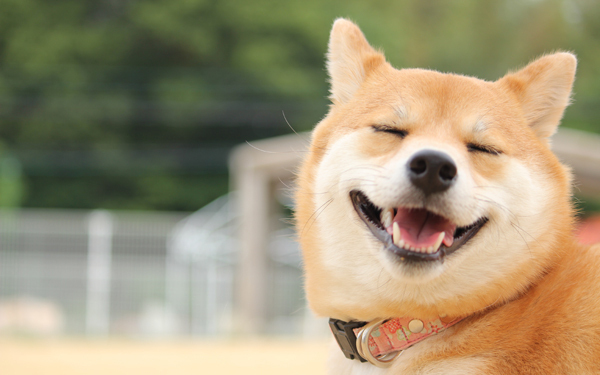 子育て世代は猫派？犬派？　ペットに癒されたい人たちが飼っている動物とは【パパママの本音調査】  Vol.163