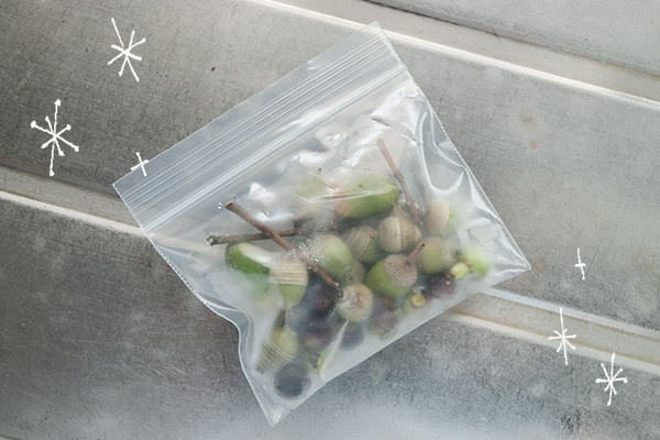 集めて飾ろう！　キラキラどんぐりインテリア【おうちで季節イベント お手軽アートレシピ Vol.23】