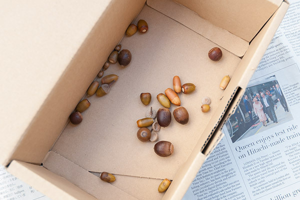 集めて飾ろう！　キラキラどんぐりインテリア【おうちで季節イベント お手軽アートレシピ Vol.23】