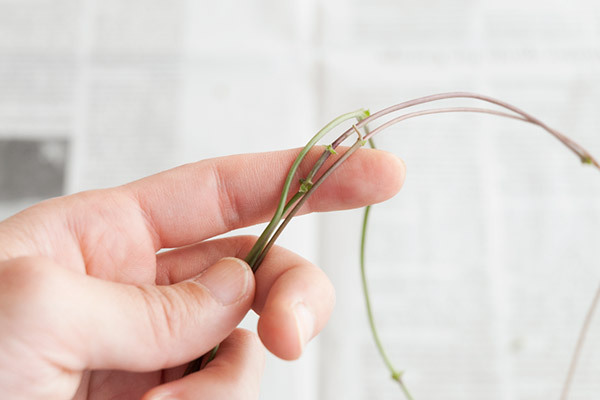 拾った木の実でかわいくできちゃう！　ナチュラルリースとダンボールのミニリース【おうちで季節イベント お手軽アートレシピ Vol.25】