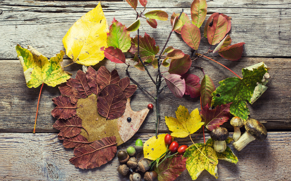 松ぼっくりから虫を出さないために… 処理をきちんとしてから保管しよう！
