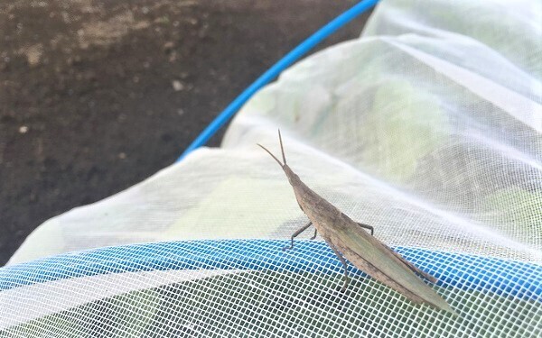 家族で体験農園をやってみた！　虫嫌い、植物枯らすママが正直に打ち明ける、体験農園のメリット・デメリット