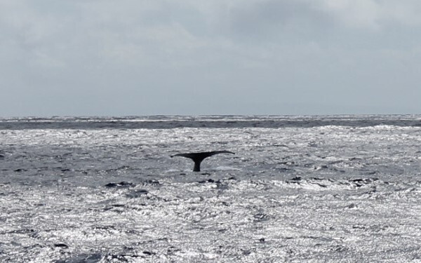 【冬のハワイ子連れ旅】旅行者以上ロコ未満、子どもとスペシャルなハワイ体験3選