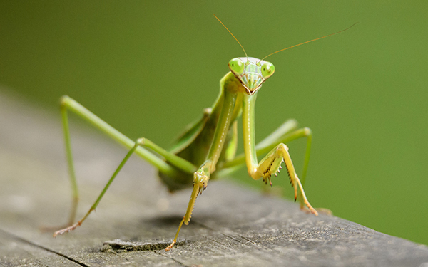 香川照之の昆虫すごいぜ！ 図鑑以上と話題の番組内容まとめ